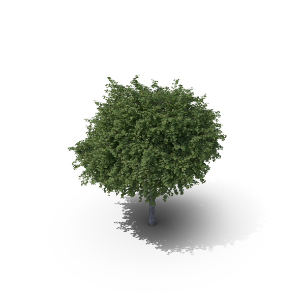 Maple Tree PNG & PSD Images Maple Tree PNG & PSD Images