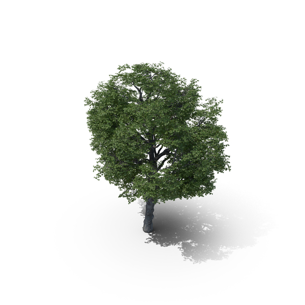 Maple Tree PNG & PSD Images Maple Tree PNG & PSD Images