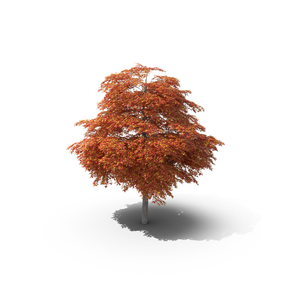Maple Tree PNG & PSD Images Maple Tree PNG & PSD Images