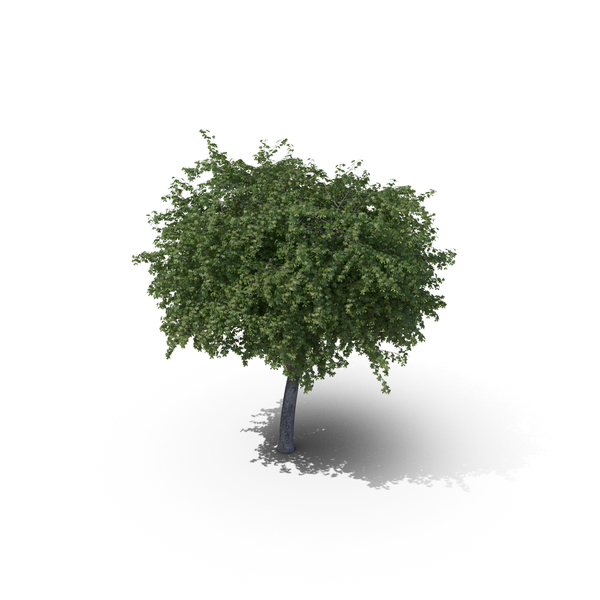 Maple Tree PNG & PSD Images
