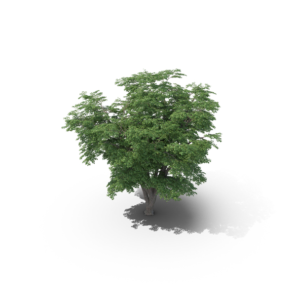 Maple Tree PNG & PSD Images Maple Tree PNG & PSD Images