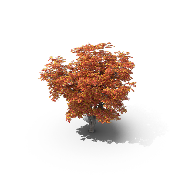 Maple Tree PNG & PSD Images Maple Tree PNG & PSD Images