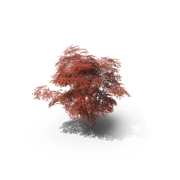 Maple Tree PNG Images & PSDs for Download | PixelSquid - S112234296