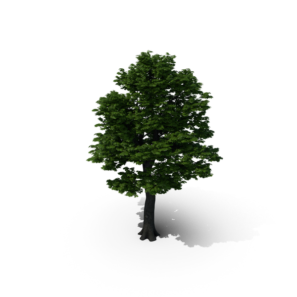 Maple Tree PNG & PSD Images Maple Tree PNG & PSD Images