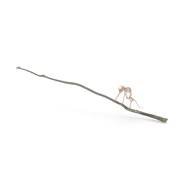 Marmoset Monkey Skeleton Sitting PNG & PSD Images