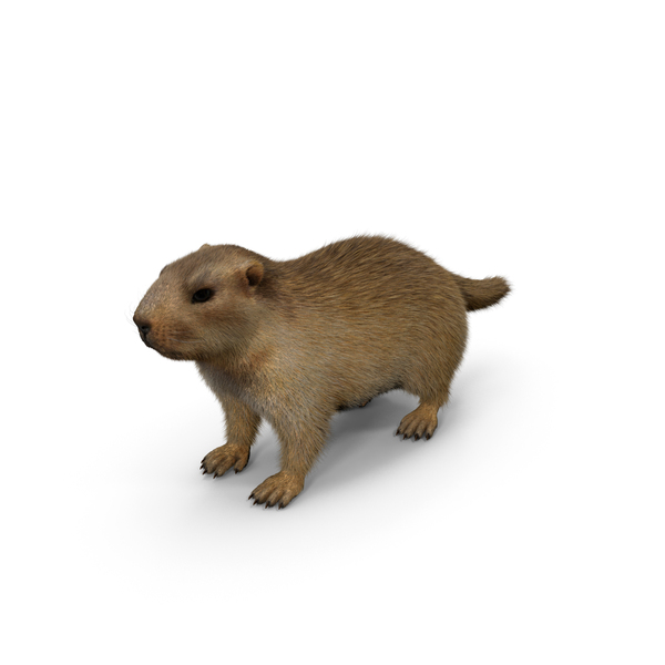 Marmot Fur PNG & PSD Images Marmot Fur PNG & PSD Images