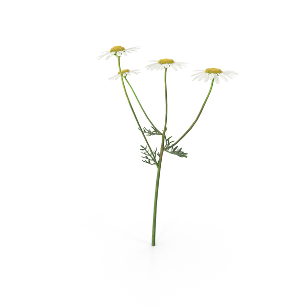 Chamomile: Matricaria Chamomilla White Yellow PNG & PSD Images Chamomile: Matricaria Chamomilla White Yellow PNG & PSD Images