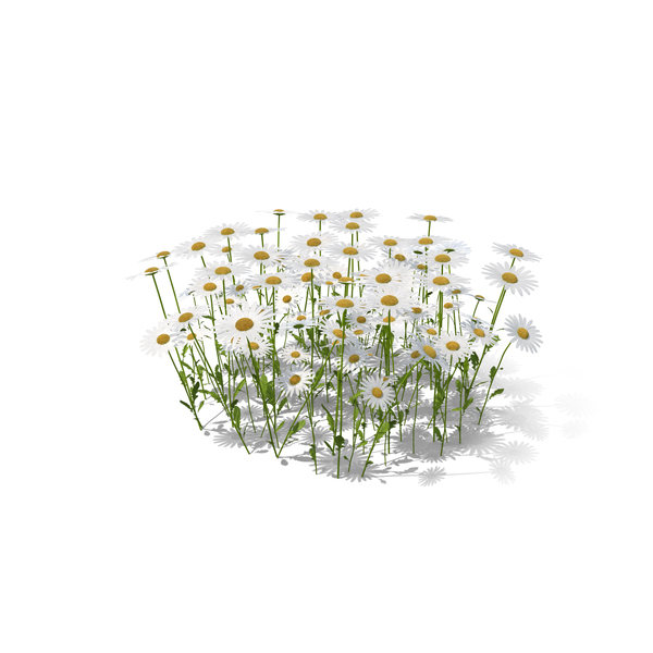 Daisy: Meadow With Daisies PNG & PSD Images Daisy: Meadow With Daisies PNG & PSD Images