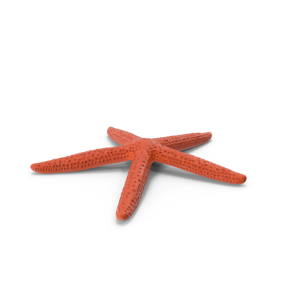 Mediterranean Red Sea Star PNG & PSD Images Mediterranean Red Sea Star PNG & PSD Images