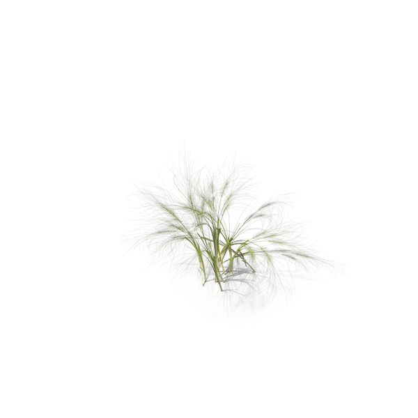 Grasses: Medusahead PNG & PSD Images Grasses: Medusahead PNG & PSD Images