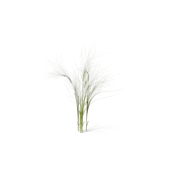 Grasses: Medusahead PNG & PSD Images Grasses: Medusahead PNG & PSD Images