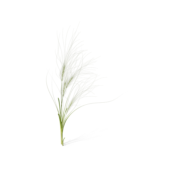 Grasses: Medusahead PNG & PSD Images Grasses: Medusahead PNG & PSD Images