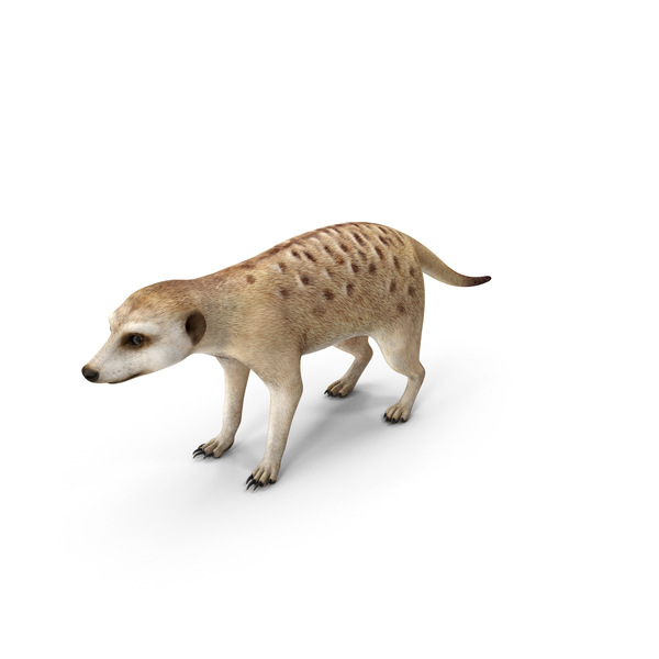 Meerkat Neutral Pose PNG & PSD Images