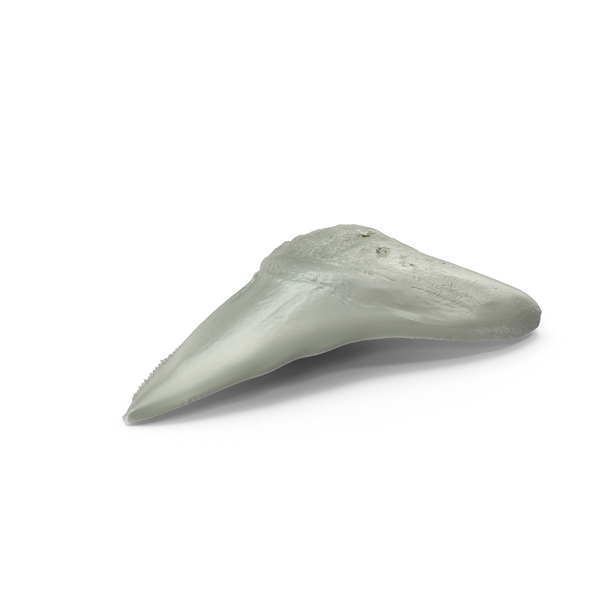 Animal Teeth: Megalodon Shark Tooth PNG & PSD Images Animal Teeth: Megalodon Shark Tooth PNG & PSD Images