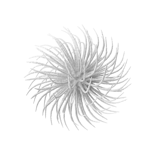 07 Virus: Microorganism White PNG & PSD Images 07 Virus: Microorganism White PNG & PSD Images