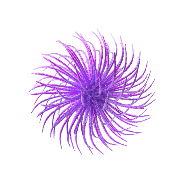 Virus: Microorganism Purple PNG & PSD Images Virus: Microorganism Purple PNG & PSD Images