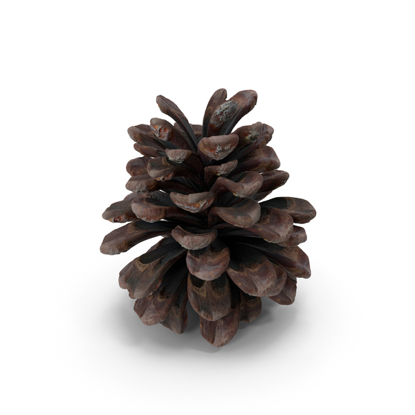 Conifer: Middle Cone PNG & PSD Images