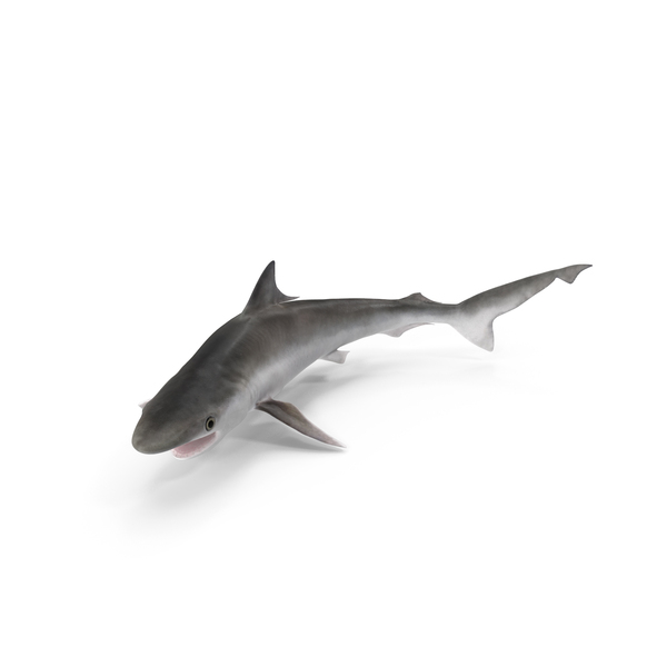 Milk Shark Pose PNG & PSD Images Milk Shark Pose PNG & PSD Images
