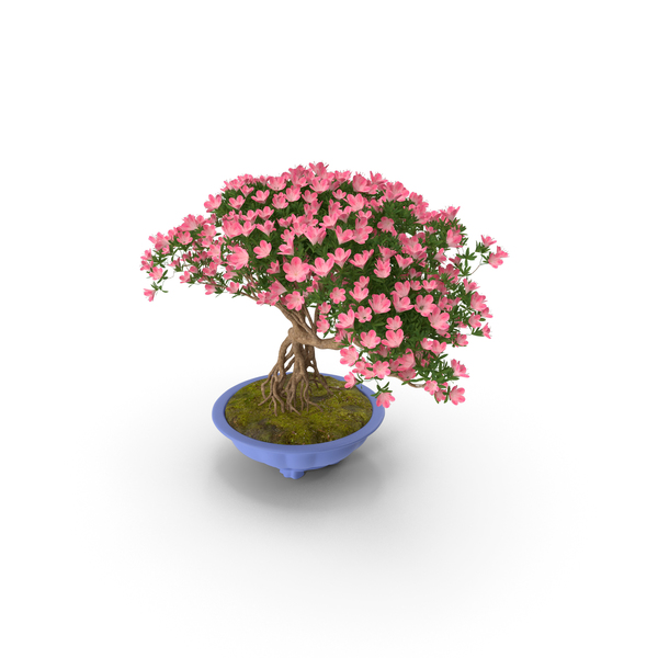 Conifer: Miniature Green Bonsai Tree with Flowers in Pot PNG & PSD Images