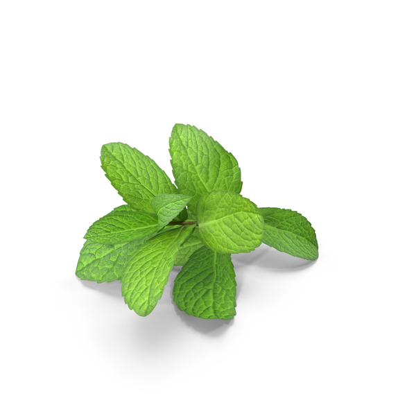 Mint Sprigs PNG Images & PSDs for Download | PixelSquid - S121508753