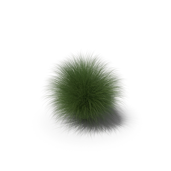 Reedgrass: Miscanthus Sinensis 'Morning Light' Grass PNG & PSD Images