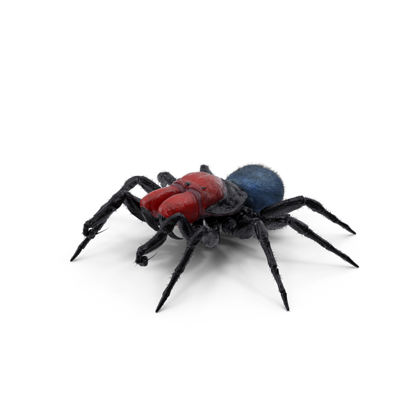 Missulena Occatoria Spider with Fur PNG & PSD Images Missulena Occatoria Spider with Fur PNG & PSD Images