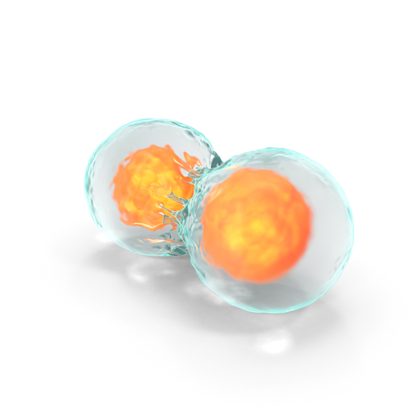 Cell Nucleus: Mitosis PNG & PSD Images Cell Nucleus: Mitosis PNG & PSD Images