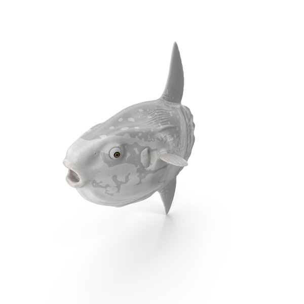 Fish: Mola Mola Ocean Sunfish PNG & PSD Images