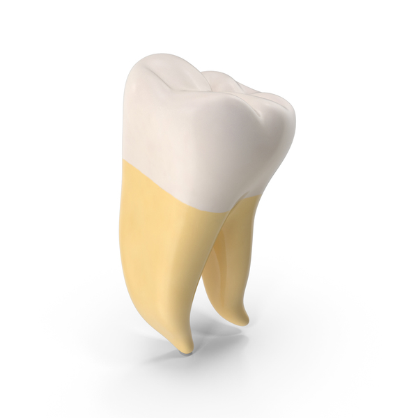 Molar Upper Jaw Right Clean PNG & PSD Images Molar Upper Jaw Right Clean PNG & PSD Images