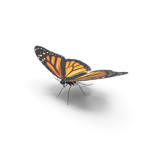 Monarch Butterfly PNG Images & PSDs for Download | PixelSquid - S10573206D