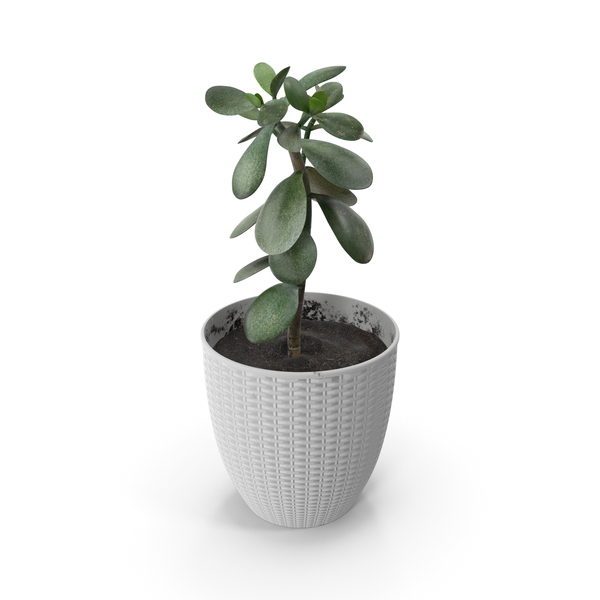 Chestnut: Money Tree PNG & PSD Images Chestnut: Money Tree PNG & PSD Images