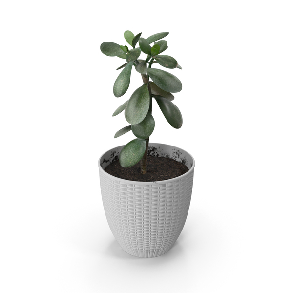 Flower Pot: Money Tree with Windows - Different Colors PNG & PSD Images Flower Pot: Money Tree with Windows - Different Colors PNG & PSD Images