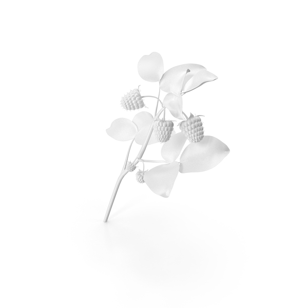 Flowering Plants: Monochrome Raspberry PNG & PSD Images Flowering Plants: Monochrome Raspberry PNG & PSD Images