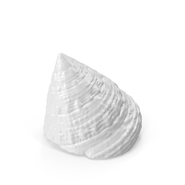 Seashell: Monochrome Sea Shell PNG & PSD Images Seashell: Monochrome Sea Shell PNG & PSD Images