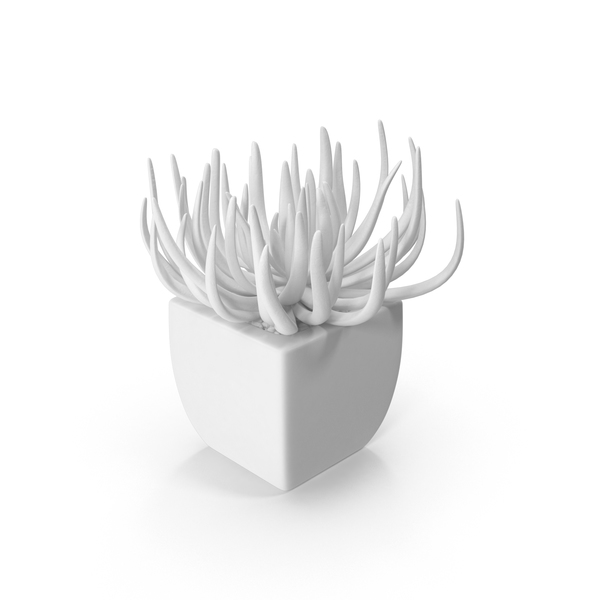 Monochrome Succulent PNG & PSD Images Monochrome Succulent PNG & PSD Images