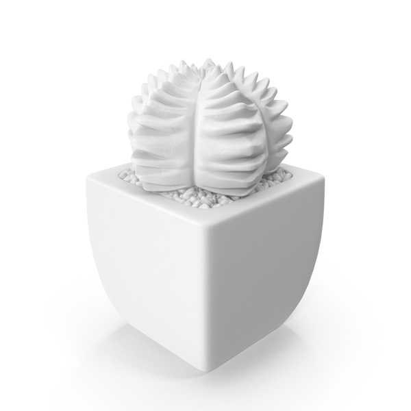 Monochrome Succulent PNG & PSD Images Monochrome Succulent PNG & PSD Images