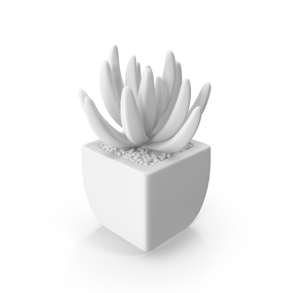 Monochrome Succulent PNG & PSD Images Monochrome Succulent PNG & PSD Images