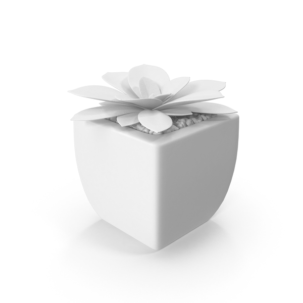 Monochrome Succulent PNG & PSD Images Monochrome Succulent PNG & PSD Images