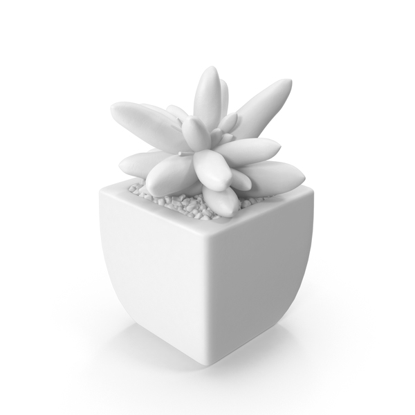 Monochrome Succulent PNG & PSD Images Monochrome Succulent PNG & PSD Images
