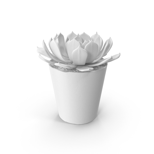 Monochrome Succulent PNG & PSD Images Monochrome Succulent PNG & PSD Images