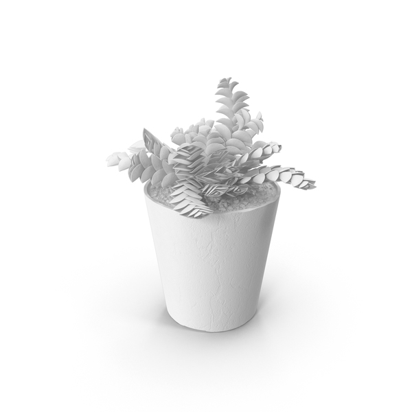 Monochrome Succulent PNG & PSD Images Monochrome Succulent PNG & PSD Images