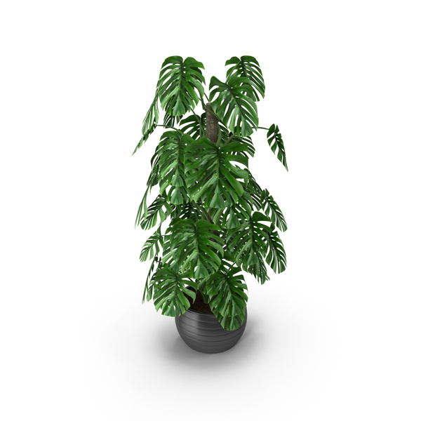 Orchid: Monsteera PNG & PSD Images Orchid: Monsteera PNG & PSD Images