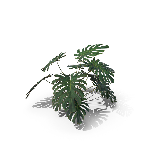 Plant: Monstera Deliciosa PNG & PSD Images Plant: Monstera Deliciosa PNG & PSD Images