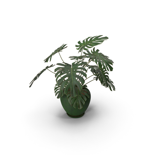 Plant: Monstera Deliciosa With Pot Green PNG & PSD Images Plant: Monstera Deliciosa With Pot Green PNG & PSD Images