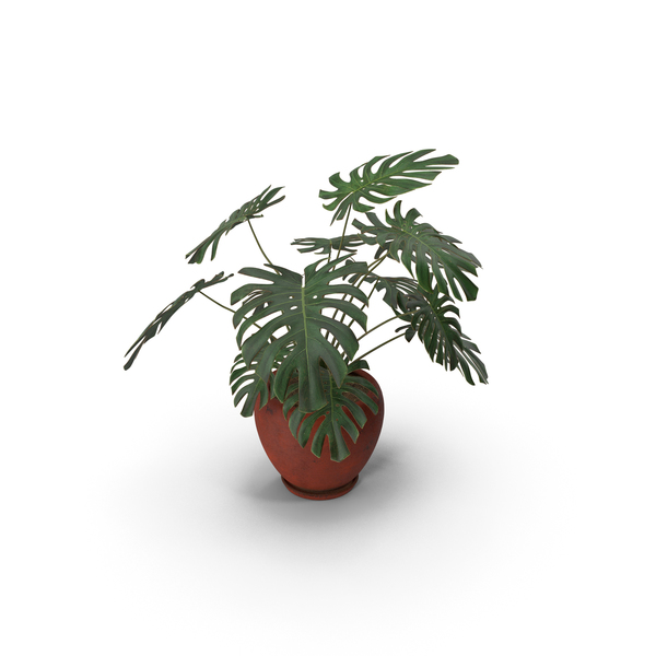 Plant: Monstera Deliciosa With Pot Red PNG & PSD Images Plant: Monstera Deliciosa With Pot Red PNG & PSD Images