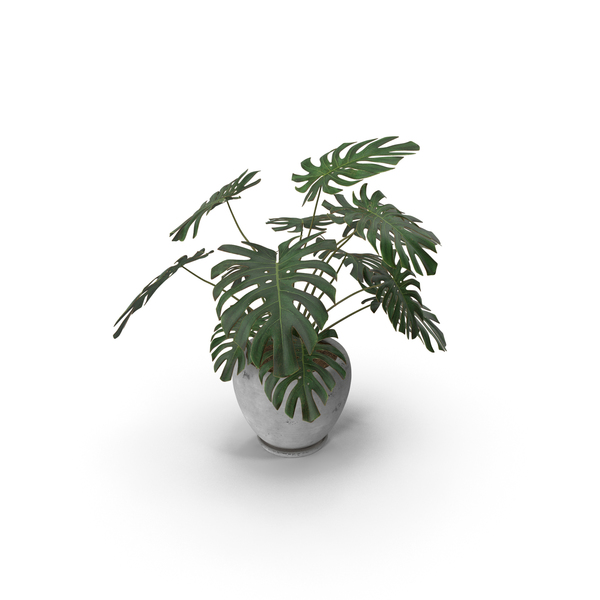 Plant: Monstera Deliciosa With Pot White PNG & PSD Images Plant: Monstera Deliciosa With Pot White PNG & PSD Images