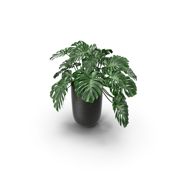 Plant: Monstera Leaves PNG & PSD Images