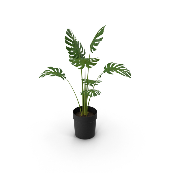 Monstera Plant PNG & PSD Images