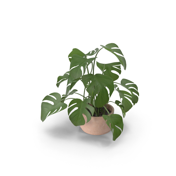 Big Leaf Goldenray: Monstera Plant PNG & PSD Images Big Leaf Goldenray: Monstera Plant PNG & PSD Images