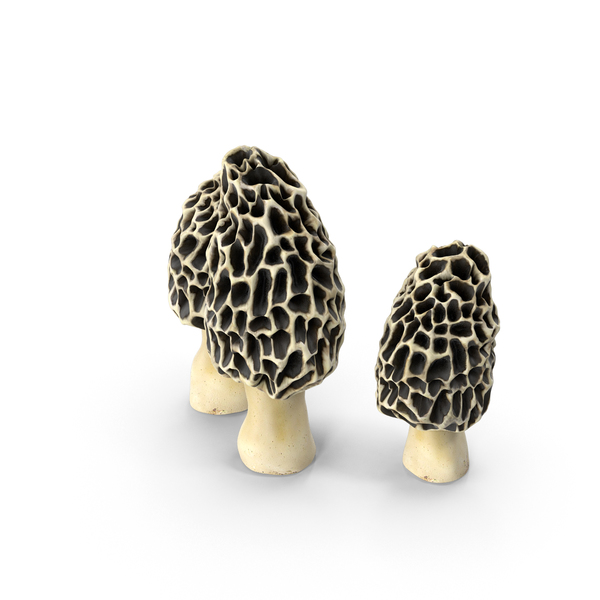 Morel Mushrooms PNG Images & PSDs for Download | PixelSquid - S111982972